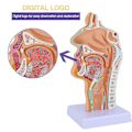 Miniatyrbillede 2 af 5: Næsehule Hals Anatomi Model Menneskelig Anatomisk Svælg Strubehoved Model Til Studerende Studie Display
