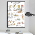Miniatyrbilde 3 av 4: Anatomisk plakat med illustrasjon av menneskelig fot og skjelettmuskler