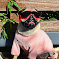 Miniatyrbilde 2 av 4: Hunde Goggles for små hunderaser Solbriller, enkle å bruke hunde UV-solbriller for små/mellomstore valper Red