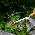 Miniatyrbilde 2 av 4: Manuell ugressfjerner, ugressspade i rustfritt stål, trehåndtak, hageredskaper for klipping, graving
