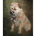 Miniatyrbillede 3 af 5: Border Terrier Sherpa Fleece-tæppe-orfm350 80x60in 200x150cm