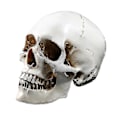 Miniatyrbillede 1 af 3: Lifesize 1:1 Human Skull Model Replica Resin Medical Anatomical Tracing