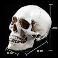 Miniatyrbillede 3 af 3: Lifesize 1:1 Human Skull Model Replica Resin Medical Anatomical Tracing