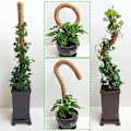 Miniatyrbild 3 av 6: 2-pack mosspinnar, 25 tum böjbar mosspinnar för växter Monstera, mosspinnar för klätterväxter inomhus