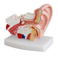 Miniatyrbillede 1 af 4: 1,5x Anatomisk Model af det Menneskelige Øre, der Viser Organstrukturen i Mellem- og Ydreøret, Medicinske Undervisningsmaterialer til Studerende