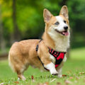 Miniatyrbilde 6 av 6: Hundesele med reflekstråd, Anti-trekk hundesele, Løping, Polstret vest, Justerbar bryststropp Svart L black L