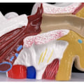 Miniatyrbillede 3 af 4: 1,5x Anatomisk Model af det Menneskelige Øre, der Viser Organstrukturen i Mellem- og Ydreøret, Medicinske Undervisningsmaterialer til Studerende