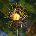 Miniatyrbild 1 av 5: Solarlampor för trädgård utomhus, sprucken glaskula staketlampor,