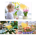Miniatyrbilde 5 av 5: Plantelys, Vekstlys med Automatisk På/Av-Tidsur - På/Av 3/6/12T, 156 LED-er Sollignende Fullspektrum Vekstlys, Lampe for Innendørs Planter