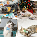 Miniatyrbild 4 av 4: PET PRODUCTS KATTLEKSAKER Kattkonnotation Catnip Färgskrapa Färg Kattleksak 6-delad uppsättning