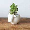 Miniatyrbild 3 av 5: Söta djurformade keramiska blomkrukor Suckulent planter Kaktusväxt Blomkrukor（Boskap）