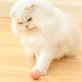 Miniatyrbild 5 av 5: Intelligent Automatisk Rullande Boll Katt Leksak med Capnip, USB Elektrisk Interaktiv Katt Leksak för Inomhus Lek Träning, 4.3cm, Rosa