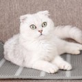 Miniatyrbillede 2 af 5: Køleunderlag til hund og kat, Grå 3D Mesh Køleunderlag til kæledyr, Skridsikkert stof, Køleunderlag til kæledyr, S