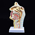 Miniatyrbild 2 av 5: Mänsklig anatomisk näshåla hals anatomi modell för vetenskap klassrum studie display undervisning mod
