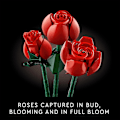 Miniatyrbild 2 av 9: LEGO 10328 Icons Bukett av Rosor - Byggset för Heminredning och Fester 18+