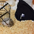 Miniatyrbild 1 av 8: Liten Husdjursbur Hängmatta Multifunktionell Rolig Färgglad Vävd Andningsbar Sockerglidare Hängmatta för Hamster Sockerglidare Ödla Svart