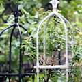 Miniatyrbild 5 av 5: Växtklättring pergola blomram Klätterställning för rosor