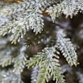 Miniatyrbild 4 av 5: Flocking artificial Christmas tree, desktop cedar Christmas