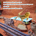 Miniatyrbild 8 av 8: Reptil Lounger Säng Vikbar Mjuk Portabel Upphöjd Liten Djurbädd för Ödla Katt Valp Blå