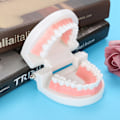 Miniatyrbild 4 av 8: Standard Typodont för vuxna, Demonstrationsmodell av tänder: Silikonmaterial, Inlärning av tandborstning, Stabil bas för dentala läromedel