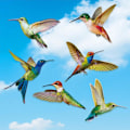 Miniatyrbild 4 av 8: 6PCS Anti Collision Fönsterdekaler Fönsterdekaler Kolibri Fönster