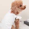 Miniatyrbild 8 av 8: Husdjur Pyjamas Söta Katt- och Hund Sovkläder Tunna Lätta Andningsbara Bekväma Husdjurskläder för Sommar Vit XS