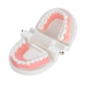 Miniatyrbild 8 av 8: Standard Typodont för vuxna, Demonstrationsmodell av tänder: Silikonmaterial, Inlärning av tandborstning, Stabil bas för dentala läromedel