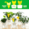 Miniatyrbild 5 av 9: 24 st Klibbiga Flugfällor Papper Fruktflugor Insekt Limfälla Bird 24PCS