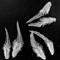 Miniatyrbillede 4 af 5: 100 stk. Sadel Hackle Hane Fjer til Håndværk, 5-7 Tommer Naturlige Fasan Nakke Fjer DIY Vedhæng Øreringe Drømmefanger - hvid