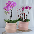 Miniatyrbillede 3 af 3: Sæt med 2 keramiske urtepotter - Irregulær form - Kreativ - Til små planter, kaktusser (a + B) style 2