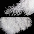 Miniatyrbillede 3 af 5: 200 stk. bløde kalkun Marabou fjer 10-15 cm til håndværk drømmefanger dekoration naturlige bløde kalkun Marabou fjer, hvid