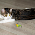 Miniatyrbild 2 av 5: Interaktiv kattleksak med fågel, kattfjäderleksaker – automatisk kattfågel, elektroniska kattleksaker för inomhuskatter, tristess, träning