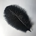 Miniatyrbillede 2 af 2: 15-20 cm (6-8 tommer) Strudsefjer til bryllupsdekorationer og boligindretning, pakke med 10 stk. (sort)
