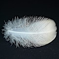 Miniatyrbillede 5 af 5: 450 Stykker Hvide Fjer Til Håndværk Bryllup Hjemmefest Dekorationer, 8-12 cm Hvide Håndværksfjer