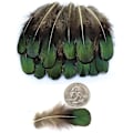 Miniatyrbillede 1 af 3: 20 stk. Grøn Lady Amherst Bronze Iridescent Fjerdragt Fjer Tommer Lange 2-3 Tommer