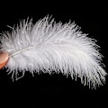 Miniatyrbillede 4 af 5: 200 stk. bløde kalkun Marabou fjer 10-15 cm til håndværk drømmefanger dekoration naturlige bløde kalkun Marabou fjer, hvid