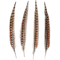 Miniatyrbillede 3 af 5: 20 stk. Naturlige Fasanfjer - Fasan Hale 12-14 tommer (30-35 cm) Til DIY Dekoration (fasan hale)