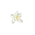 Miniatyrbild 4 av 5: 1/2/3 20 st konstgjorda sidenorkidéblomhuvuden för DIY-bröllop Off white 1Set