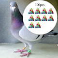 Miniatyrbild 3 av 5: 1/2/3/5 100st 8mm 2023 För duvring för de flesta vuxna fåglar Multinational mixed 100 pcs 1 Pc