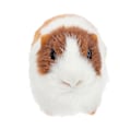 Pikkukuva 3 / 3: Lelut Hamsterit Realistinen Täytetty Marsu Malli Eläinhahmot Marsu Lelu Marsu Pehmolelu