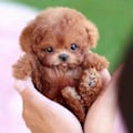 Miniatyrbillede 2 af 5: Min Realistiske Robot Hvalp, Mini Interaktivt Plyslegetøj Kæledyr Børn Sød Blød Robot Hund Kan Gå Og Gø B