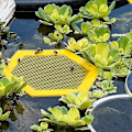 Miniatyrbillede 5 af 5: 3D-printet flydende bi-ø, bi-vandingsanordning, printet flydende bi-ø, bi-vandingsanordning og sommerfugle-vandstationer, praktiske bi-vandkopper til haven Yellow