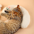 Miniatyrbild 1 av 2: Mjuk hundsäng lugnande kuddar husdjur nackkudde för valp ultra mjuk fluffig husdjur lugnande leksak halv munk cuddler White