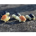 Miniatyrbillede 1 af 5: 20 stk. Miniature Skildpadde Figur af Harpiks