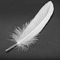 Miniatyrbillede 4 af 5: 100 stk White Feathers Goose Craft kompatibel festhattehåndværk 15-22 cm
