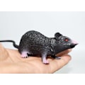 Miniatyrbillede 3 af 7: 2 stk. falsk rotte falsk mus plastik klemmelig rotter realistiske halloween rotter dekorationer pranks rekvisitter