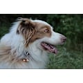 Miniatyrbillede 5 af 5: Ekstra høje katte- og hundeklokker | Kæledyrs tracker | Red fugle og dyreliv