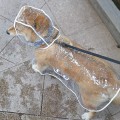 Miniatyrbilde 4 av 5: Regnfrakk til dyr for hunde Vanntette regnfrakker til valper stcyv A White M