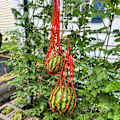 Miniatyrbillede 3 af 5: Melon Hængekøjer Vugger, 5 Pakker Net til Meloner, Perfekt til Dyrkning af Cantaloupe, Vandmelon i Vertikal Have (Orange)