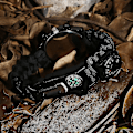 Miniatyrbillede 4 af 5: Overlevelses Paracord Nød-Armbånd, Mænd Kvinder Med Ur/Fløjte/Ildsted/Skraber/Kompas Og Termometer, 6 I 1 Multifunktionel Udendørs